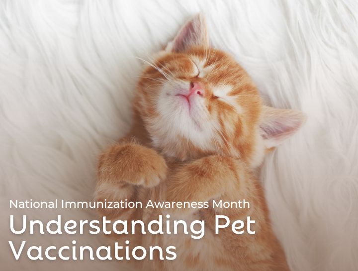 Understanding Pet Vaccinations: National Immunization Awareness Month