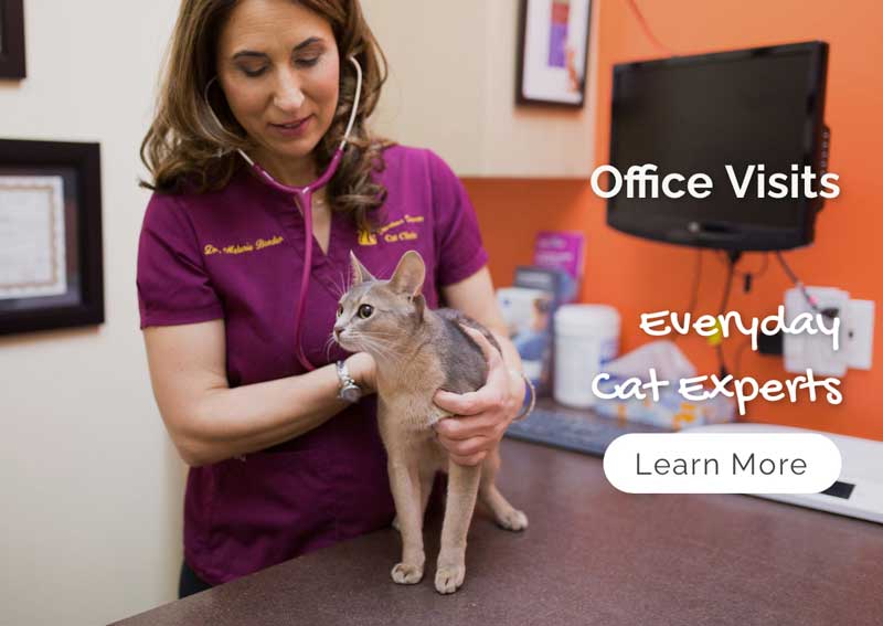 Carousel Slide 1: Cat veterinary care