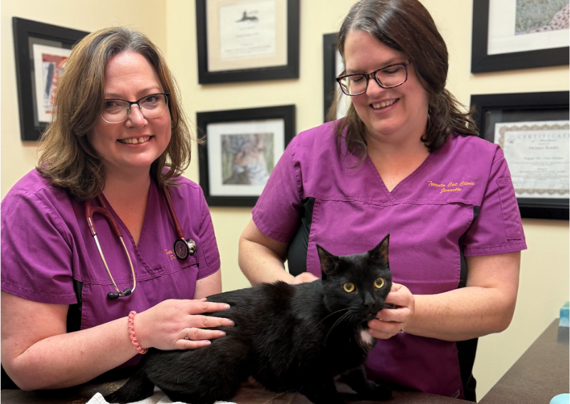 Carousel Slide 2: Cat Friendly Vet Visits