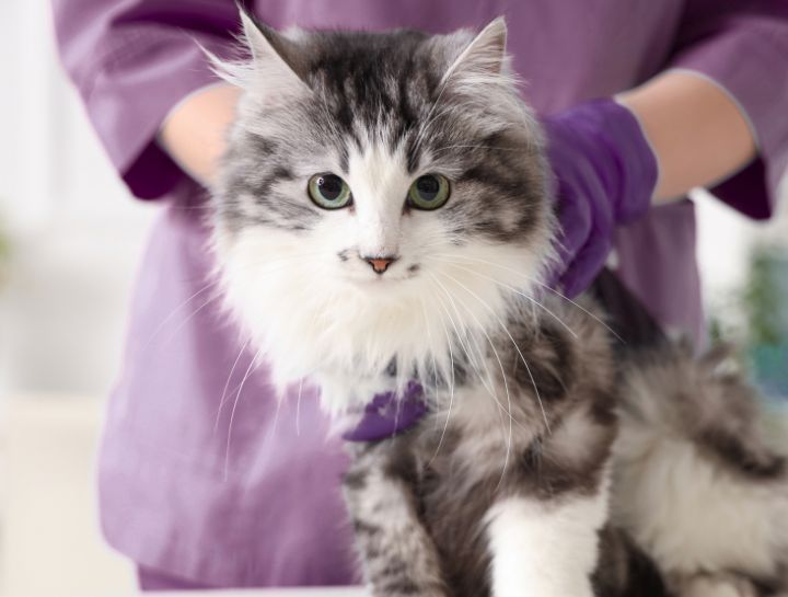 $city Vet Exams